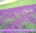 Lavender: Growing & Using Lavender For Fragrance, Mood & Body Care