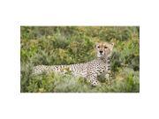 Posterazzi Dpi12277881 Cheetah With Head Up & Staring Intently Reclines In Low Shrubs Near Ndutu Ngorongoro Crater Conservation Area - Tanzan Poster Print - 20