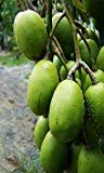 Fresh June Plum (3lb)