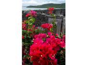Posterazzi Pddca23ssm0050 Flowering Bougainvillea & Ruins Chateau Dubuc Martinique French Antilles West Indies Poster Print By Scott T. Smith