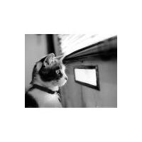 Kitten Letterbox - Mini Poster - 40 x 50cm