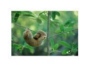 Posterazzi Pddca43ksc0000 Silky Anteater Wildlife West Indies Trinidad Poster Print By Kevin Schafer - 27 X 18 In.