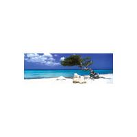 Tom Mackie Divi Divi Tree - Door Poster - 53 x 158cm