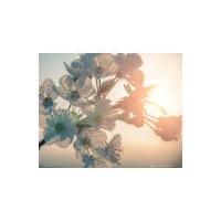 Blossom Sun - Mini Poster - 40 x 50cm