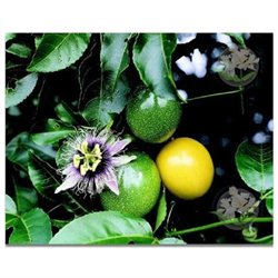 Pink Plumeria Cutting, Red Ginger Root, Passion Fruit (Lilikoi) Seeds, Combo Value Pack # 5559