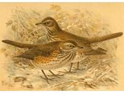 Birds Of The British Islands 1885 Redwing Poster Print By  John G Keulemans (18 X 24)