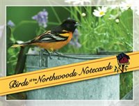 Birds Of The Northwoods Notecards