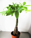 9GreenBox - 5 Money Tree Plants Braided into 1 Tree -Pachira-4
