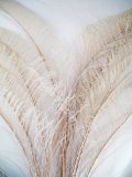Long DYED IVORY Peacock Feather Swords, Per 50