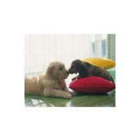 Puppy Kiss - Mini Poster - 40 x 50cm