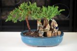 BONSAI Juniper Tree Zen Garden With Pool Fishman