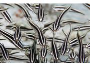 Striped Catfish (plotosus Lineatus) They Have Venomous Spine In Front Of Pectoral Fin Philippines Poster Print (18 X 12)