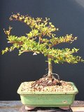 Indoorbonsaiexotics Dwarf Black Olive Bonsai Tree