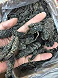 Tomox Small sea cucumber spot Russian Red Ginseng pure wild dry dry sea cucumber dry Vladivostok 250g