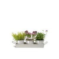 Garden Trading Set of 3 Pots on Tray - Clay