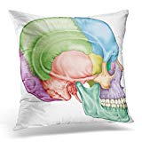 TOMKEYS Throw Pillow Cover the Bones of Cranium Head Skull Individual and Their Salient Features in Different Colors Names Cranial Decorative Pillow Case Home Decor Square 16x16 Inches Pillowcase