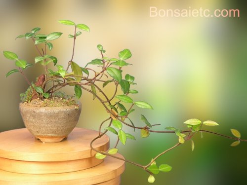 A Flowering Bonsai Tree for Indoor Apartment, Home and Office