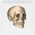 Curios Trinket Print Tray - Skull
