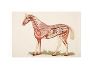 Posterazzi Dpi1877761 Internal Organs Of A Horse From Virtues Household Physician Published London 1924 Poster Print, 18 X 12