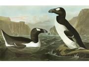 Audubon Auk Ngreat Auk (pinguinus Impennis) Engraving After John James Audubon For His Birds Of America 1827-38 Poster Print By  (18 X 24)