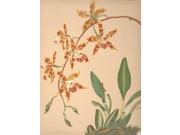 Odontoglossum Triumphans Poster Print by  HS Miner (18 x 24) Type: Prints Style: Frameless Frame Color/Finish: Artwork Reproduction Size Width: 18 Size Height: 24 Brand: Posterazzi