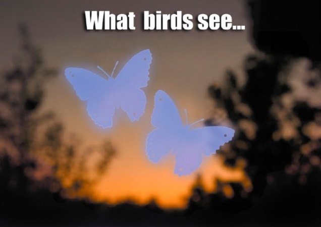 Millions of wild birds are killed each year flying into windows. Now you can help reduce this loss of life. * WindowAlert is a static-cling decal that may be applied to home and office windows. The decal contains a component which brilliantly reflects ultraviolet sunlight. This ultraviolet light is invisible to humans but glows like a stoplight for birds. Birds have vision that is up to 12 times better than that of humans. * WindowAlert decals help birds see windows and thus avoid striking the