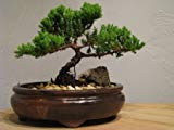 9Greenbox Best Gift Bonsai Juniper Tree, 4 Pound