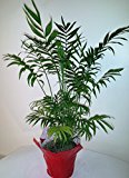 Emeritus Gardens Tall Parlor Palm Plant in a six inch Pot with Decorative Pot Cover