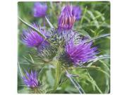 3dRose LLC 8 x 8 x 0.25 Inches Mouse Pad, Thistle Flowerhead - Syrian Thistle, Notobasis Syriaca, Scotland, Agavanos, Purple Flower, Flowerhead (mp_52667_1)