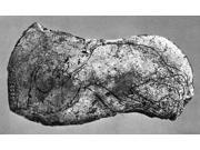 Prehistory Engraving Nengraved Pebble Found In The Gravettian At The Durand-Ruel Site At Les Rebieres Dordogne France Showing A Herbivorous Animal Possibly An Elk And The Forequarters Of A Rhinoceros Type: Prints Style: Frameless Frame Color/Finish: Artwork Reproduction Size Width: 18 Size Height: 24 Brand: Posterazzi