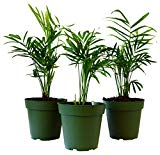 9Greenbox Victorian Parlor Palm, 4 Pound (Pack of 3)
