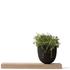 Simple yet versatile grow pot and wooden board combination from the masters of minimalism, Danish brand Menu. Constructed with a round, traditional clay pot placed upon an oak wooden board, the grow pot is of simple design and can complement any home. Ideal for decorating the windowsill, the pot and board can be used to grow herbs or even to be filled with decorative plants.  Features:    Pot and wooden board  Grow herbs in the home  ?Material: Pot: Terracotta Clay. Base: Oak Wood.  Dimensions:  Pot: Diameter: 13.5cm, H: 13cm  Tray: H: 12cm x W: 40cm x D: 3cm