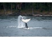 Canada, Vancouver Island, Sydney Killer whale slaps its tail Poster Print by Steve Kazlowski (22 x 15) Type: Prints Style: Frameless Frame Color/Finish: Artwork Reproduction Size Width: 21 Size Height: 14 Brand: Posterazzi